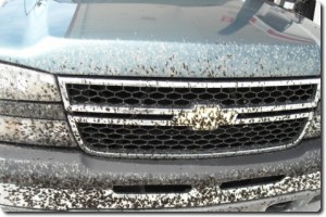 vabzdžiai  ant mašinos