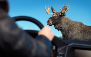 Volvo-wild-animal-detection-testing-with-moose-in-road-02-1024x640